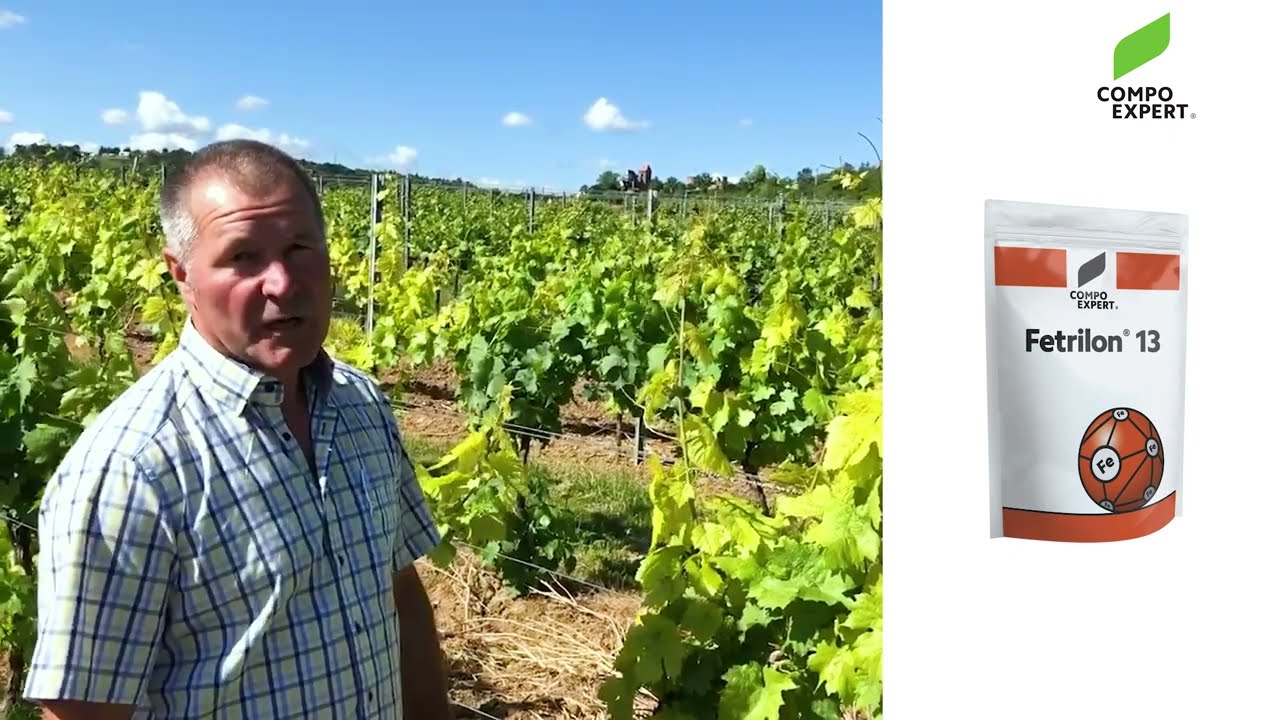 Weinbau-Video Teil 1 (Chlorose)