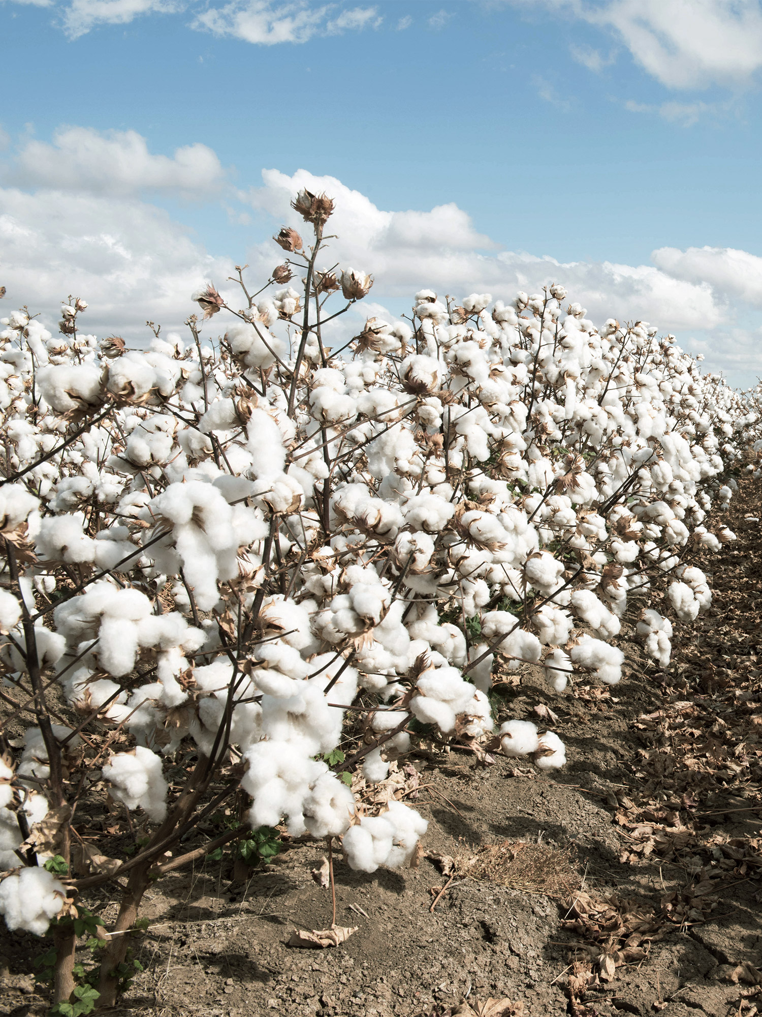 Cotton production v
