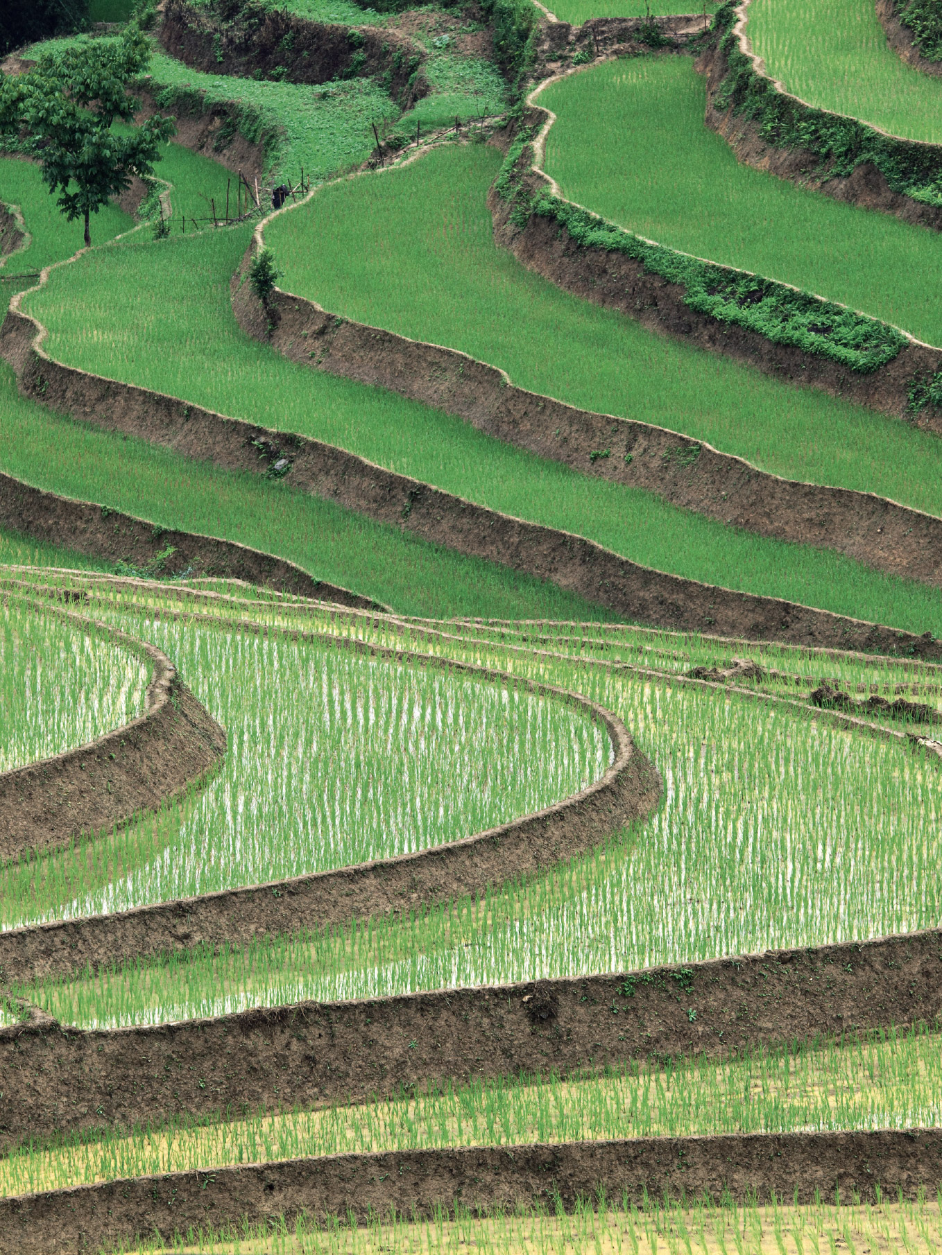 Rice production v
