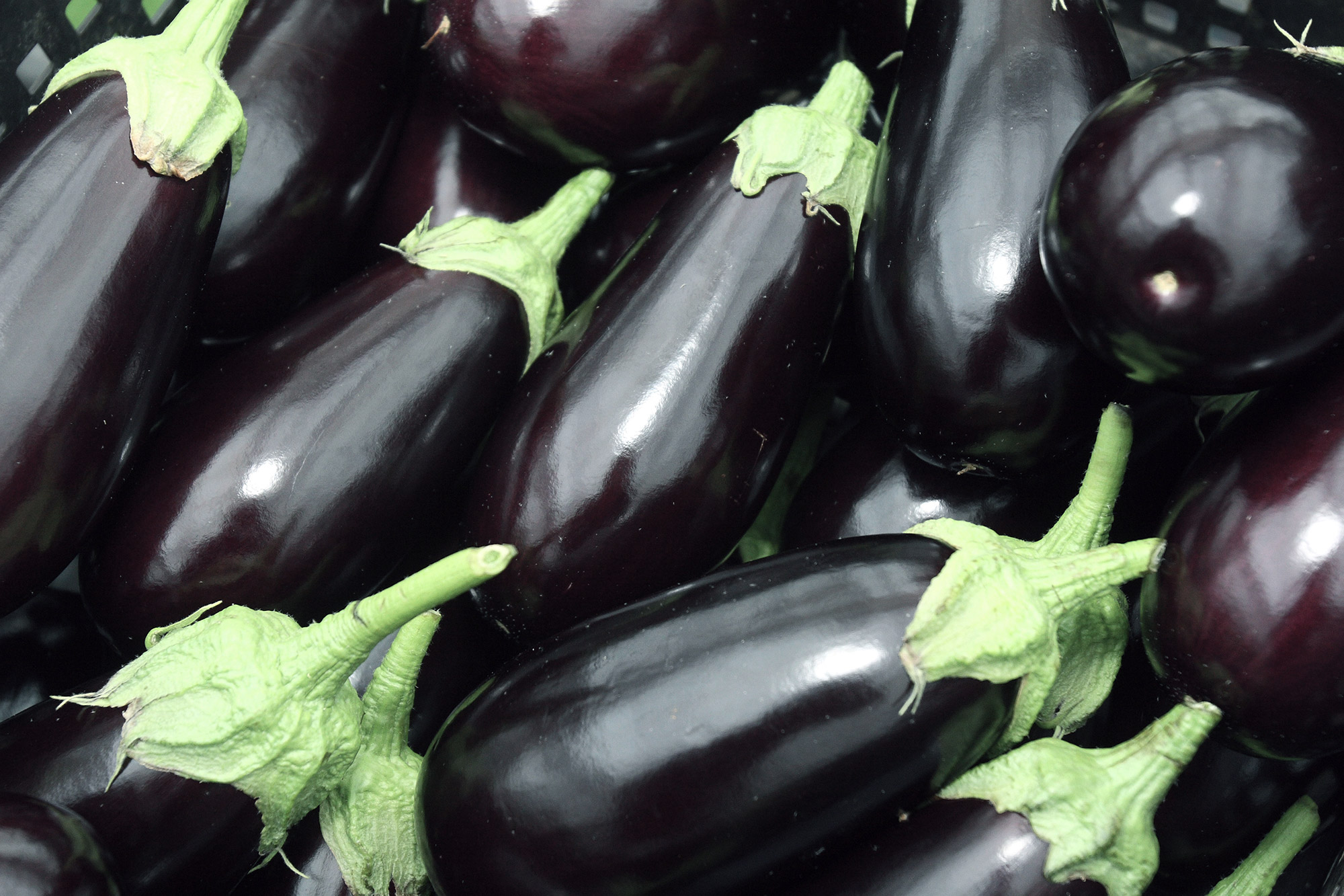 Aubergines | COMPO EXPERT