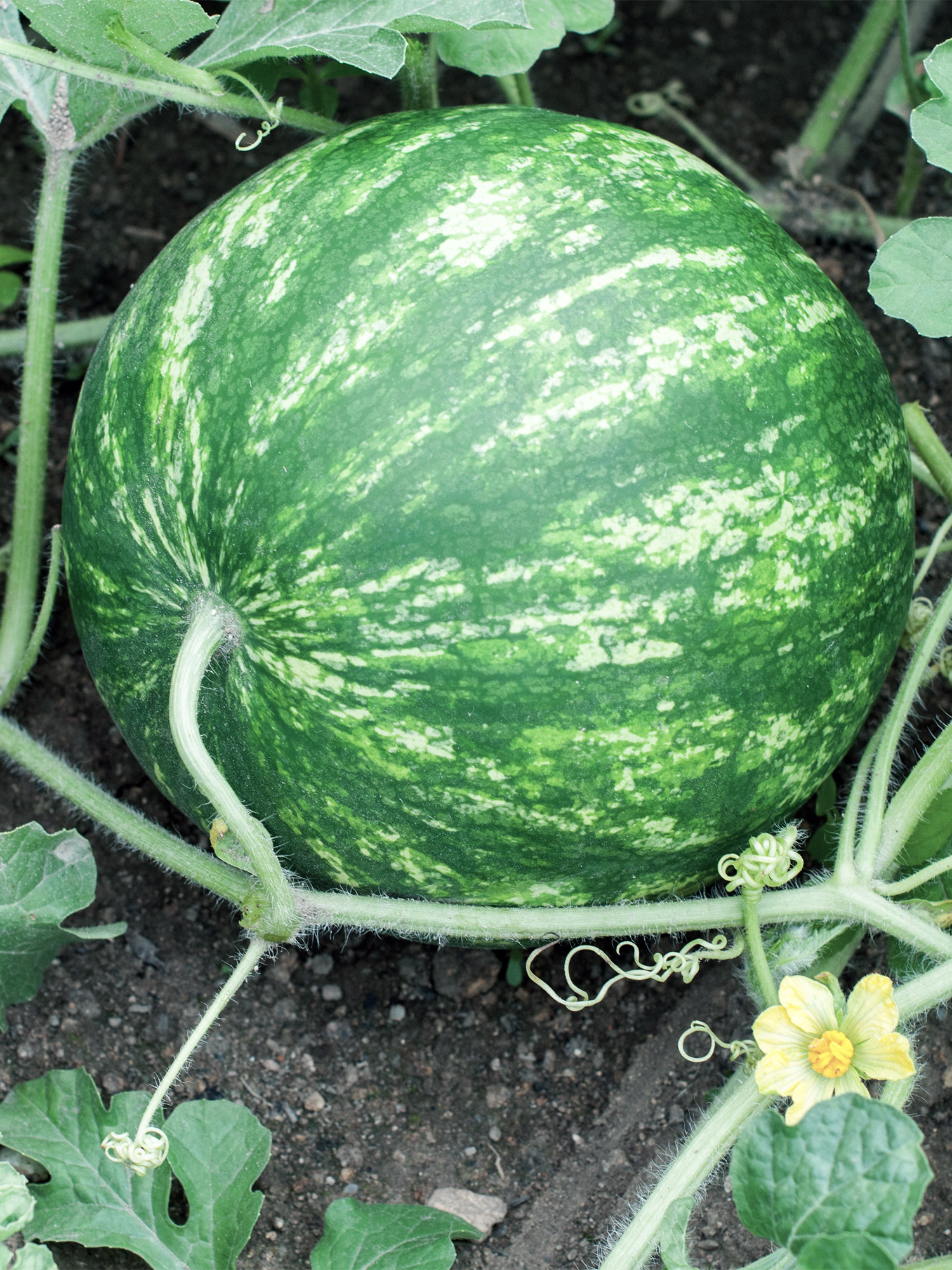 Melon production v