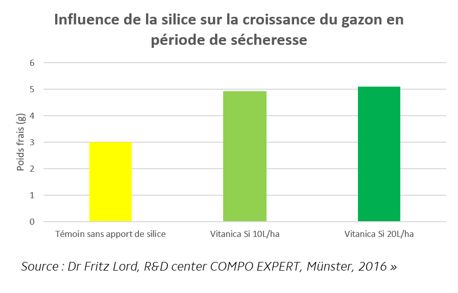 Influence de la silice sur la croissance du gazon en période de sécheresse
