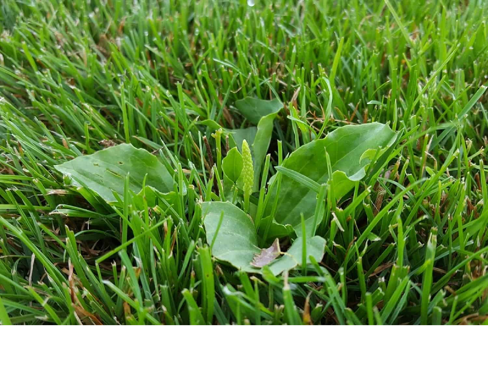 Formation EV module 6 vers le zéro phyto