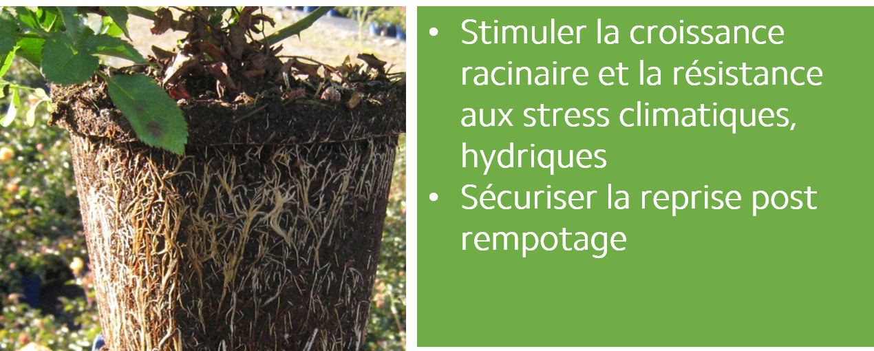 bacillus racines HP