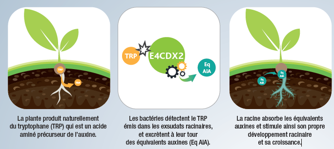 Bacillus production auxines de croissance
