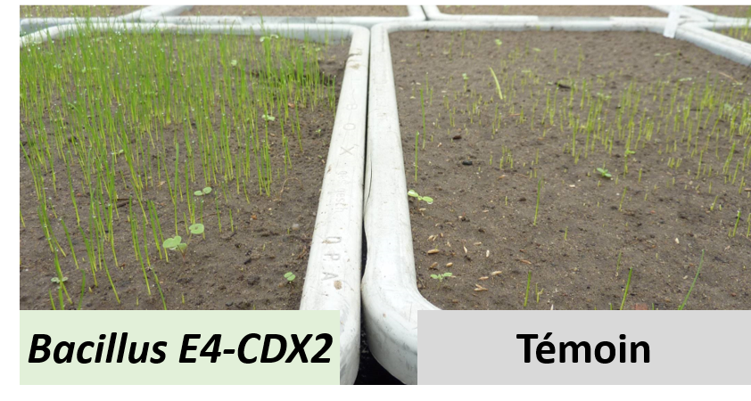 Rapidité et homogénéité de la germination des semences avec bacillus E4CDX2