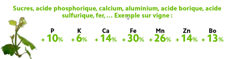 silice améliore l'absorption éléments minéraux