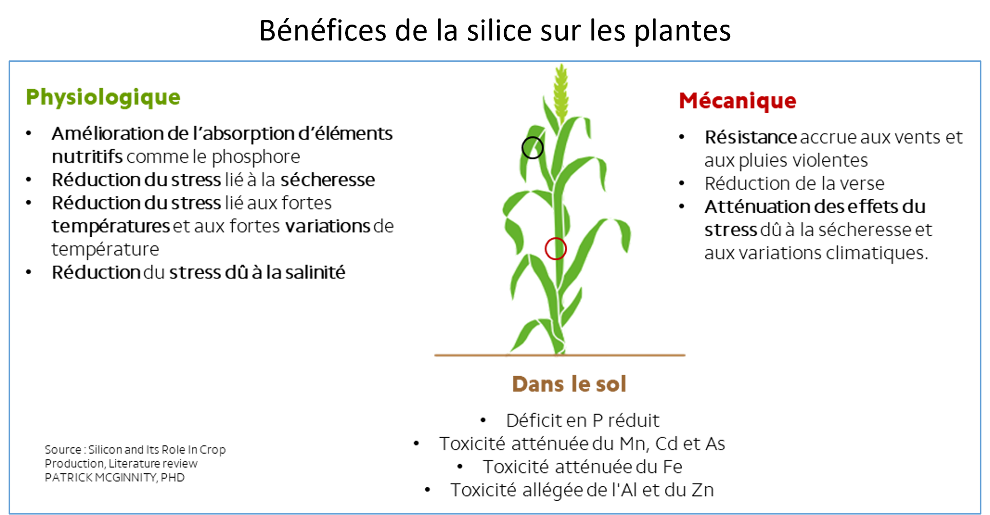 silice bénéfices sur les plantes