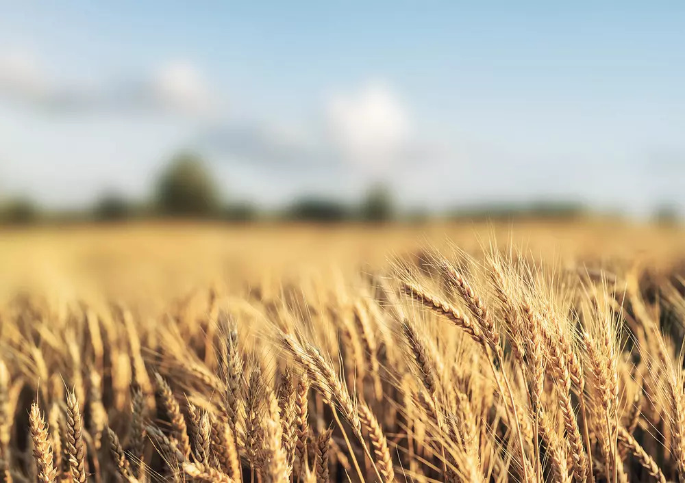 Barley production h