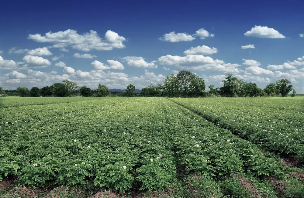 Potatoes production h