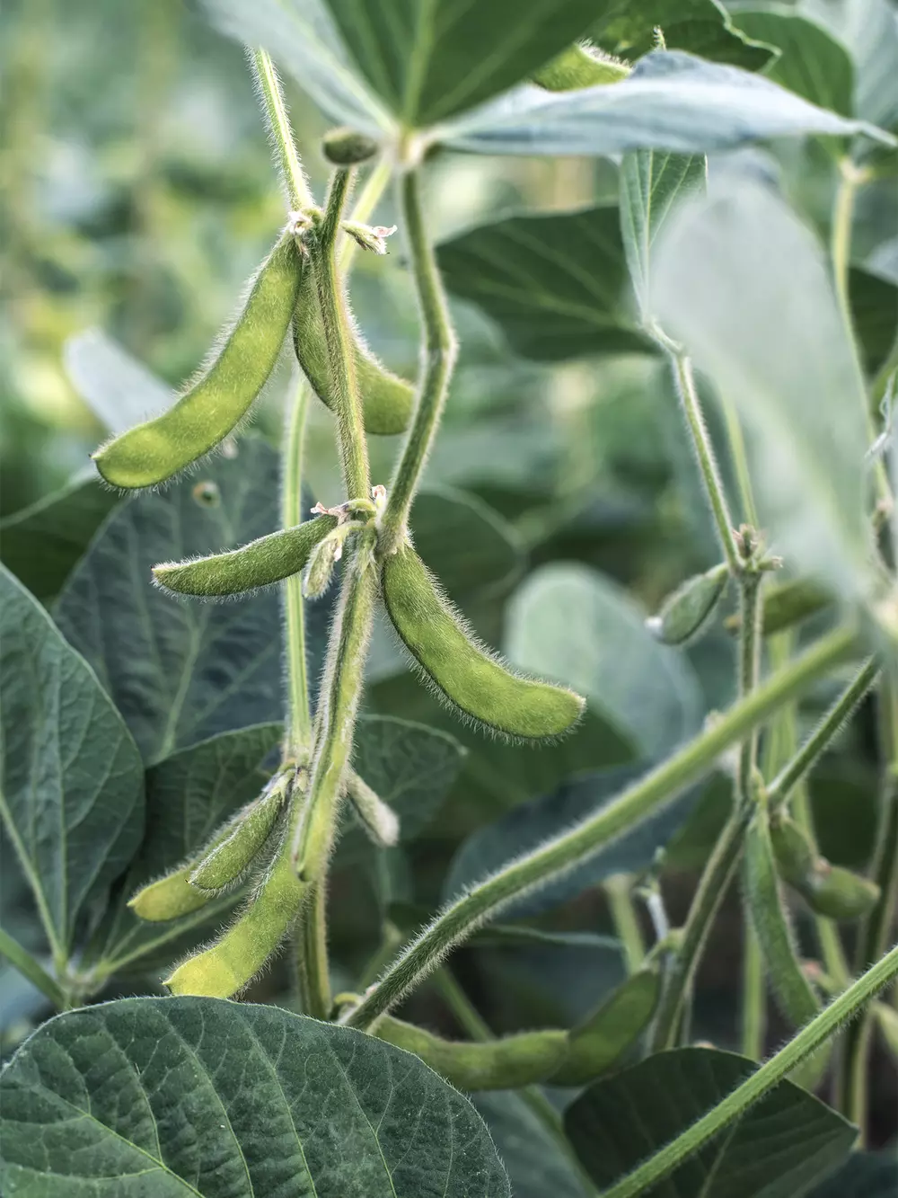 Soybeans production