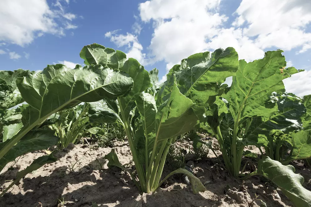 Sugar beet production