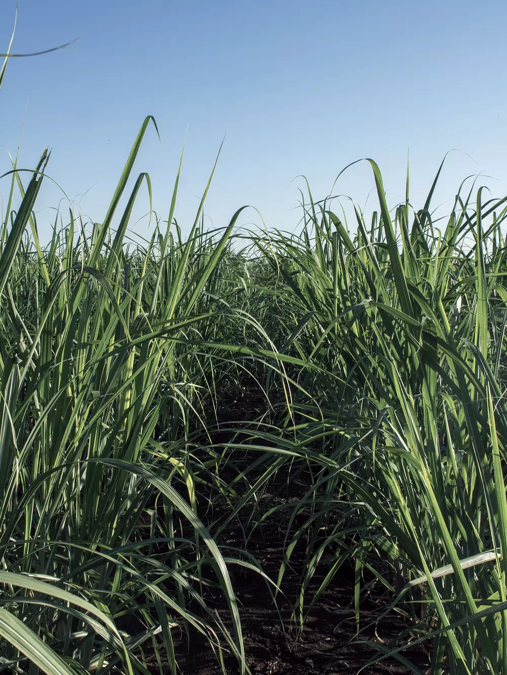 Sugarcane production v