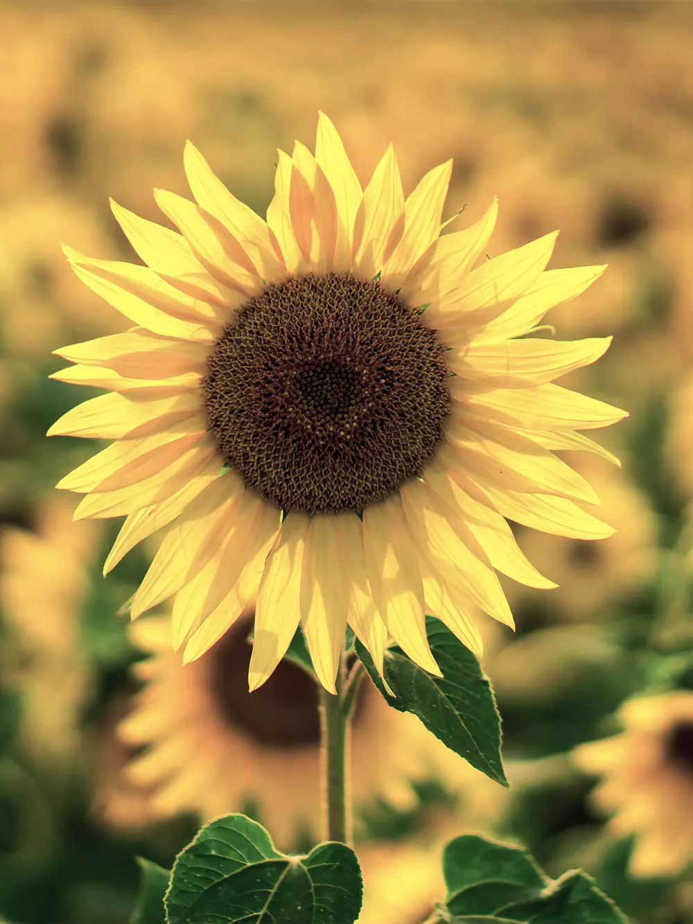 Sunflower production v