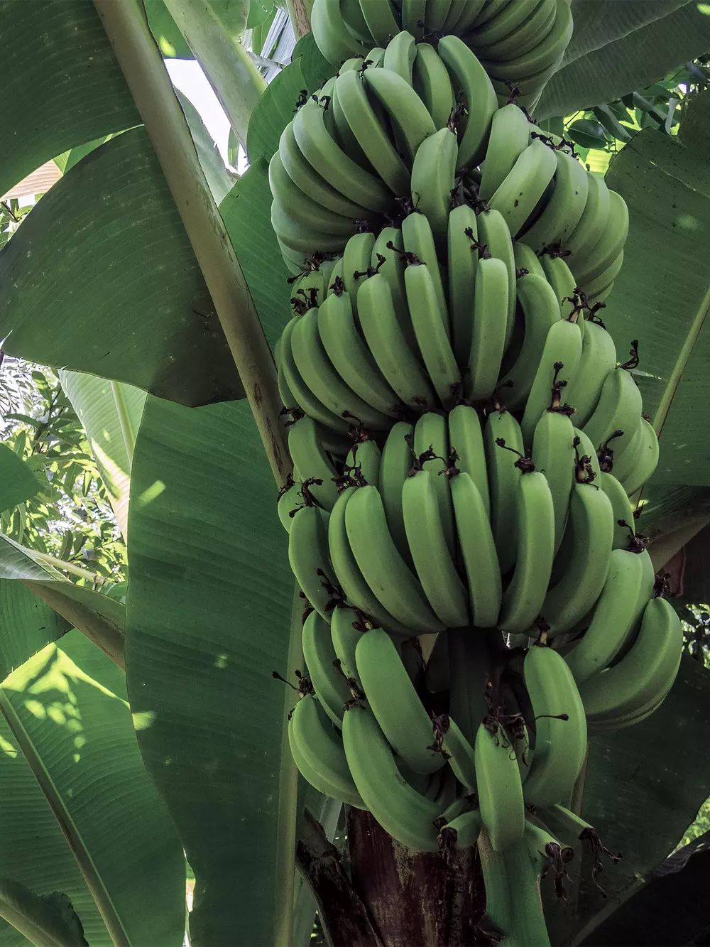 Banana production v