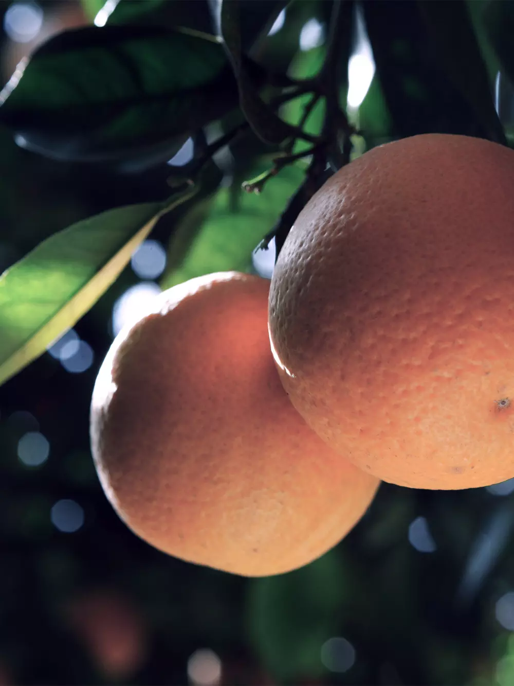 Citrus production v