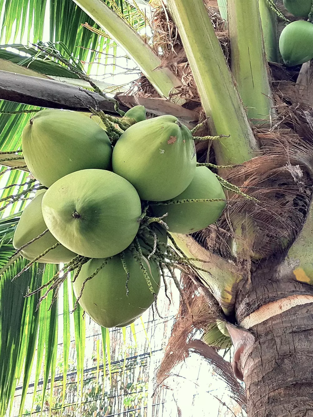 Coconut production v