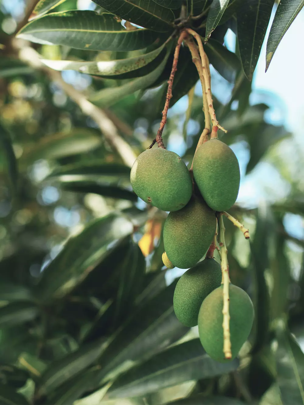 Mango production v