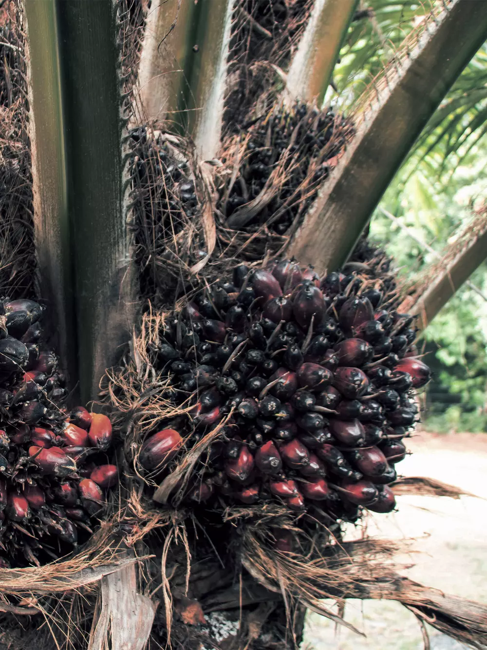 Oil palm fruit production v