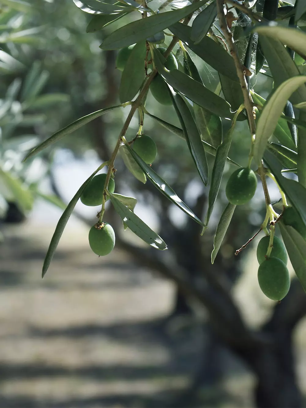 Olivar - Fertilizantes e bioestimulantes para oliveiras