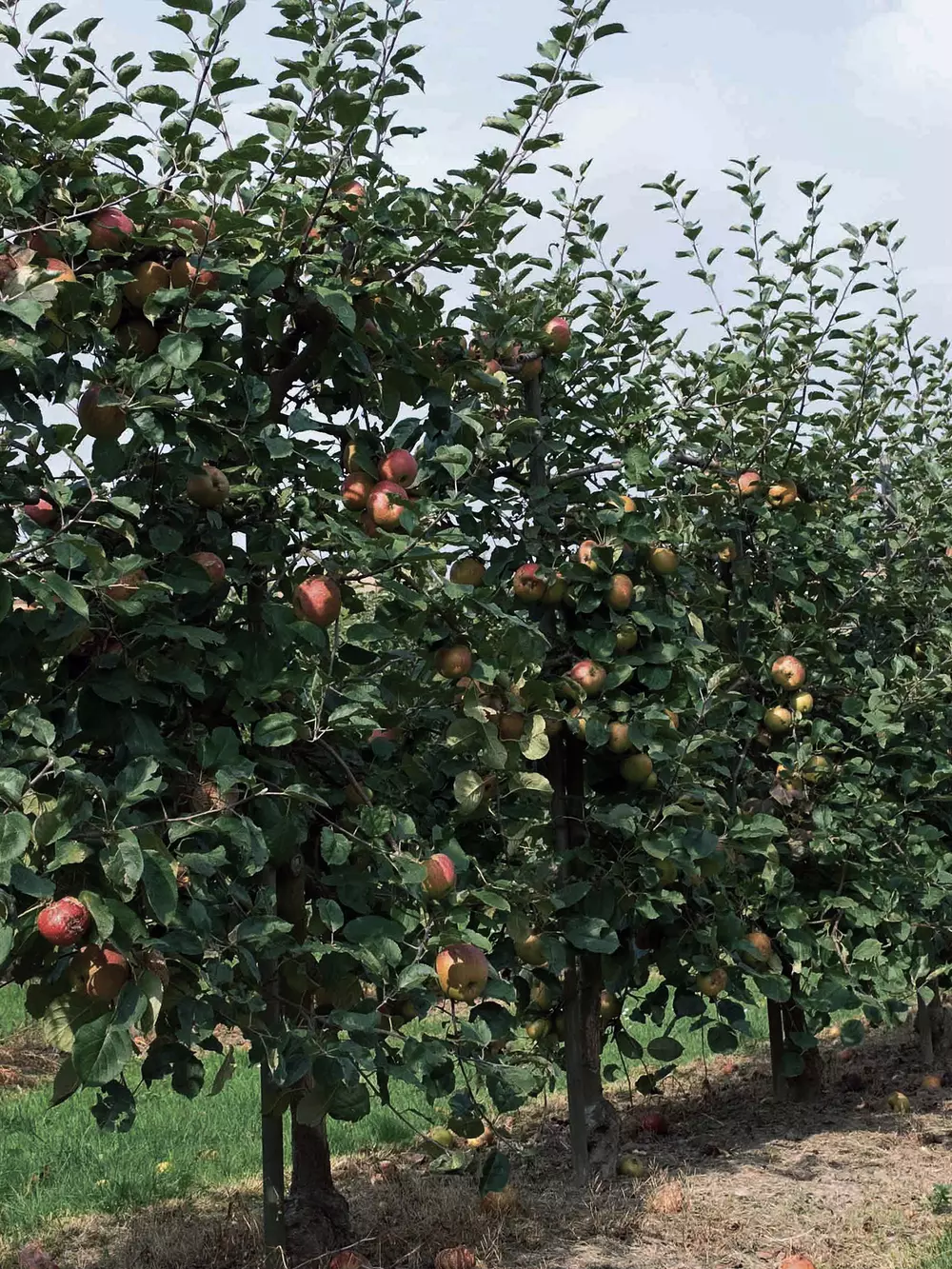 Apple production v