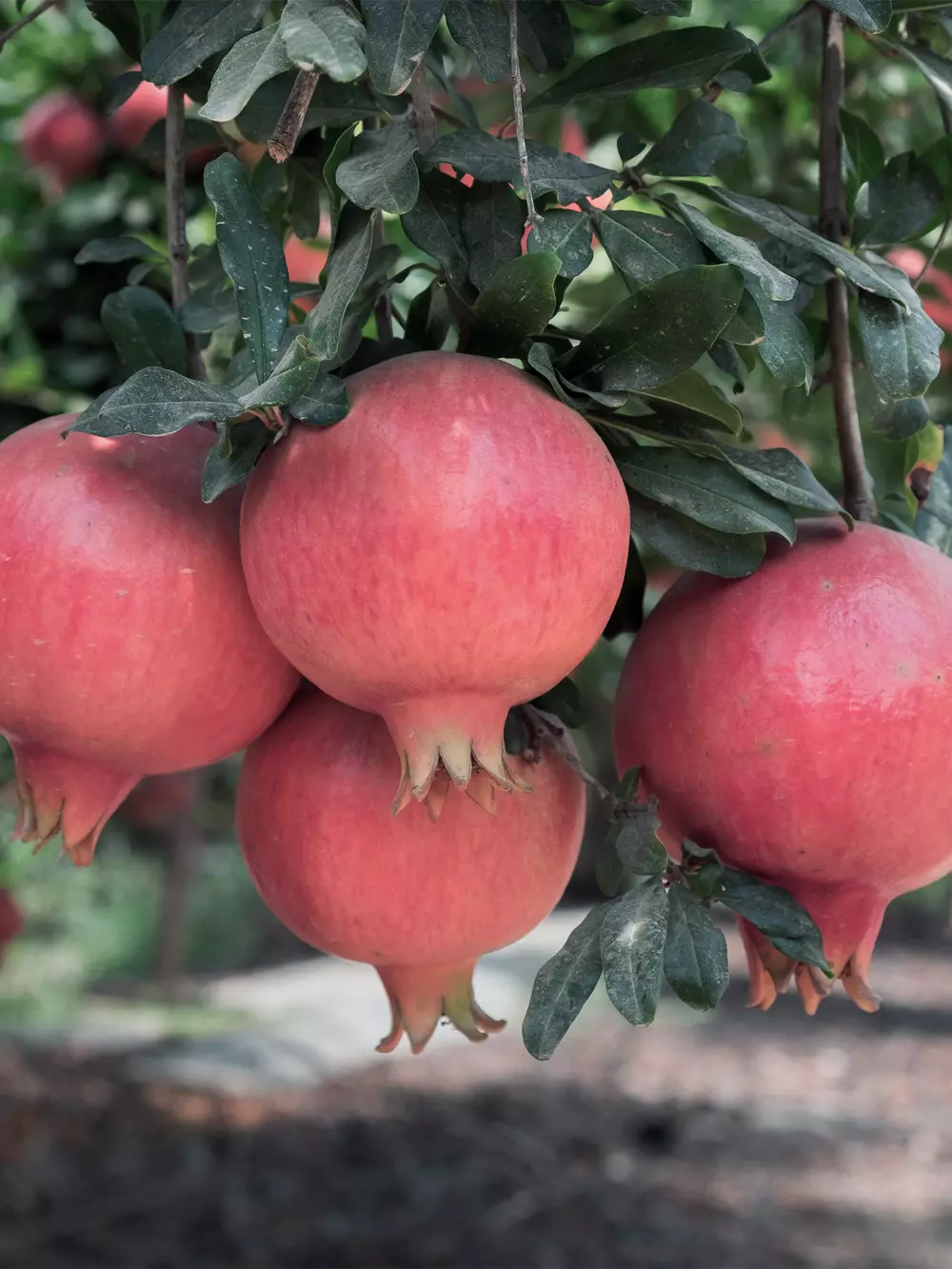 Pomegranate production v