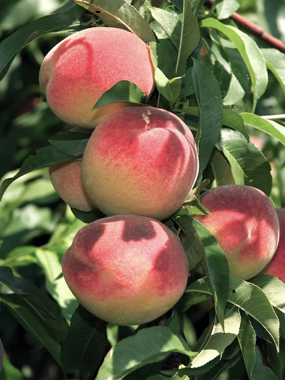 Stone fruits production v