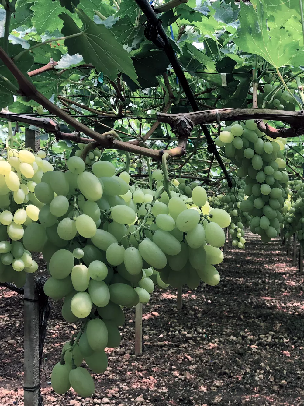 Table grapes production v