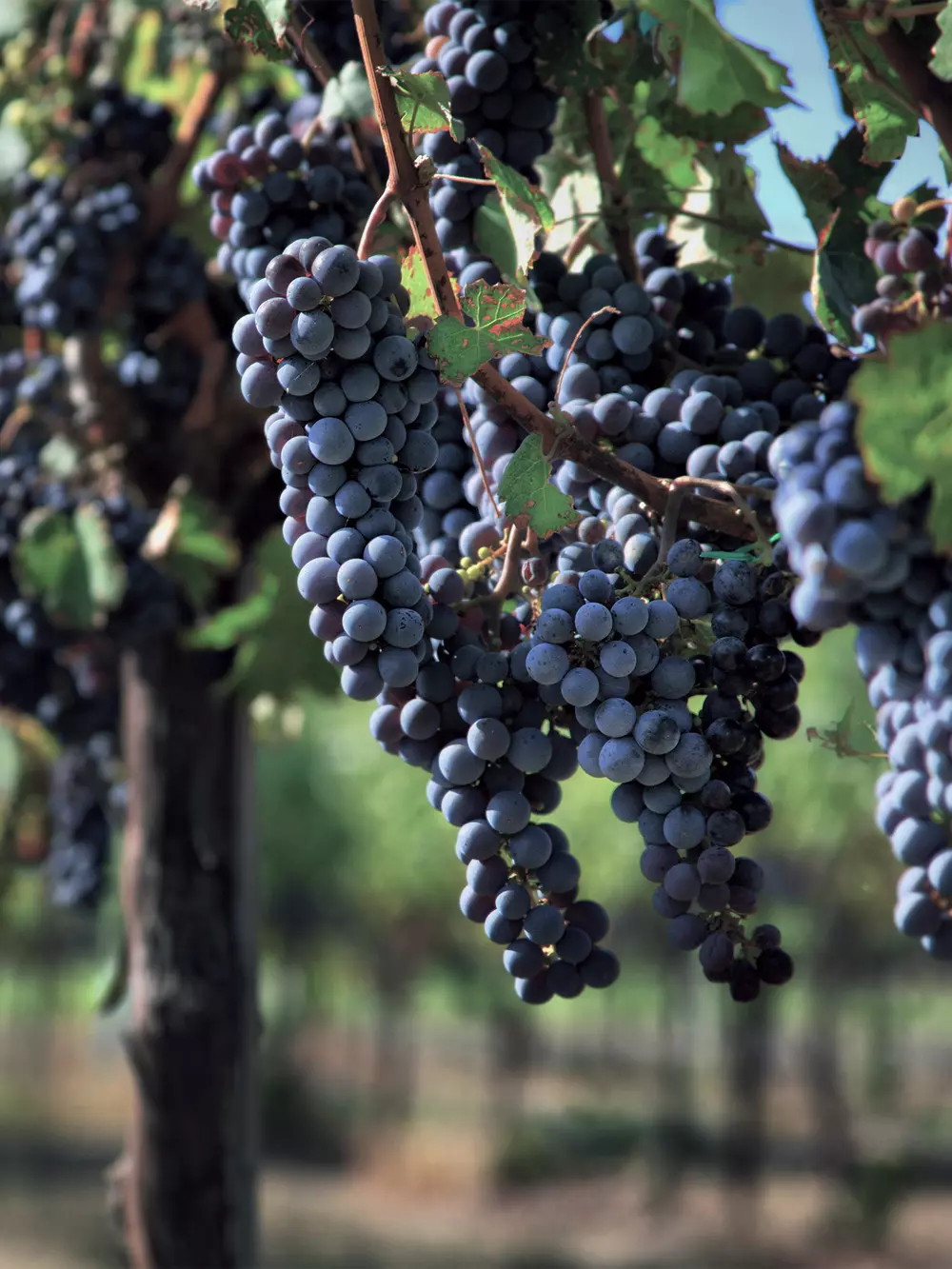 Wine grapes production v