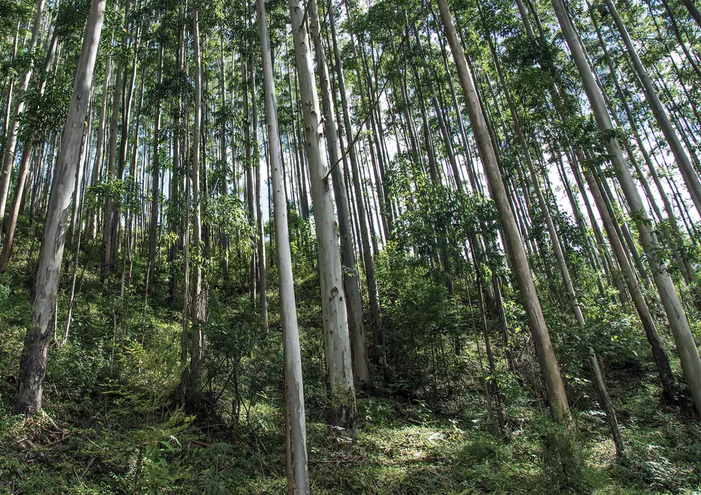 Forestry production h