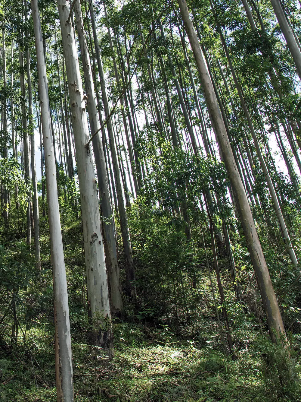 Forestry production v