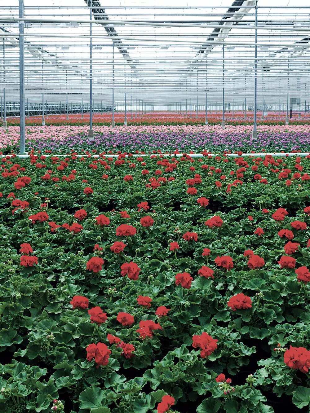 Ornamental plants production v