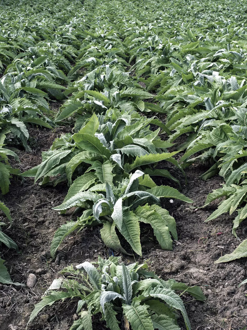 Artichoke production