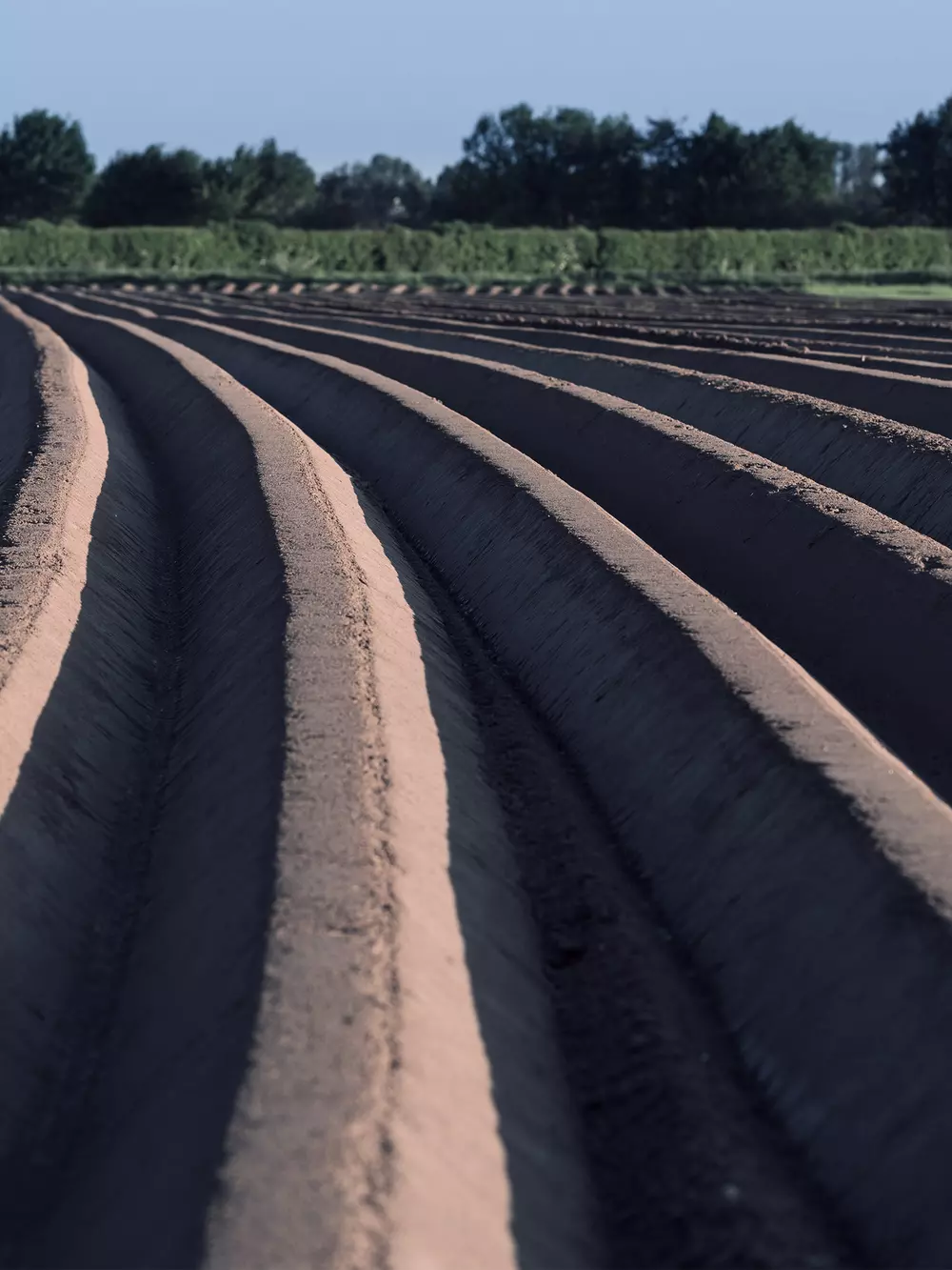 Asparagus production v