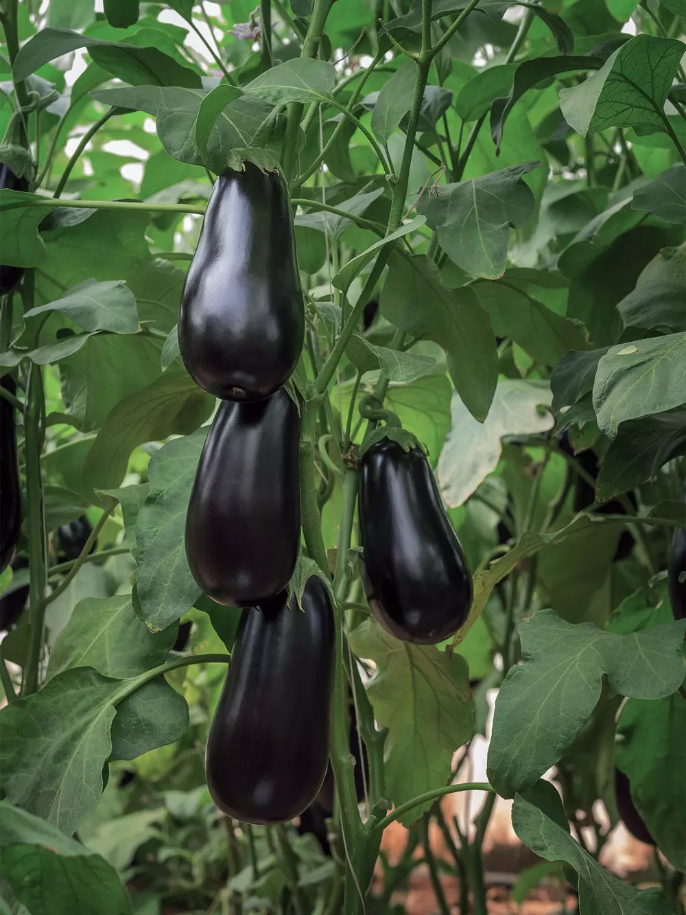 Aubergine production