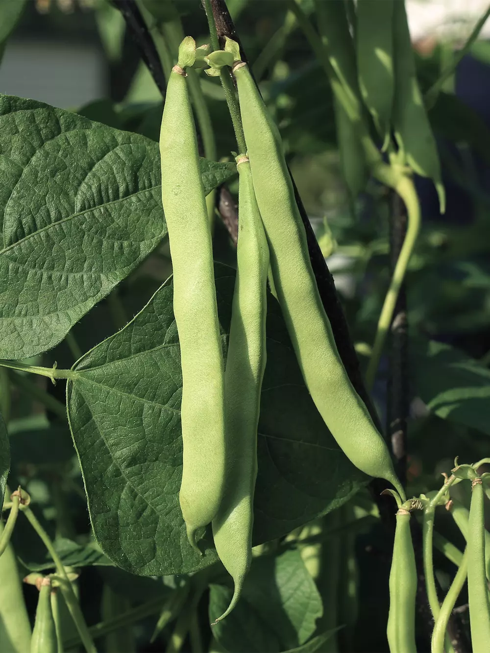 Beans production v