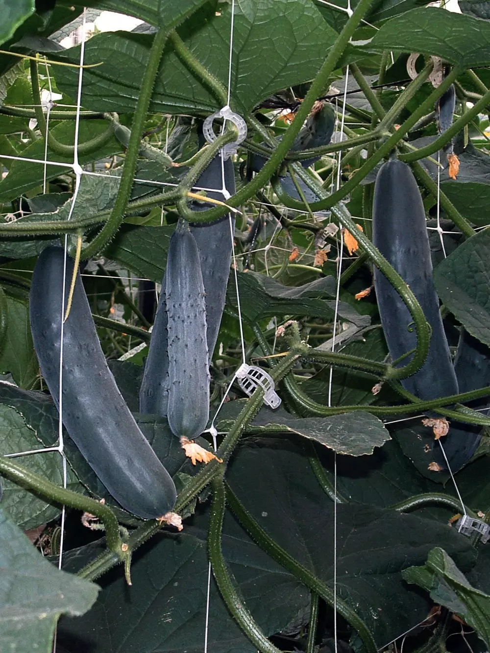 Cucumber production v