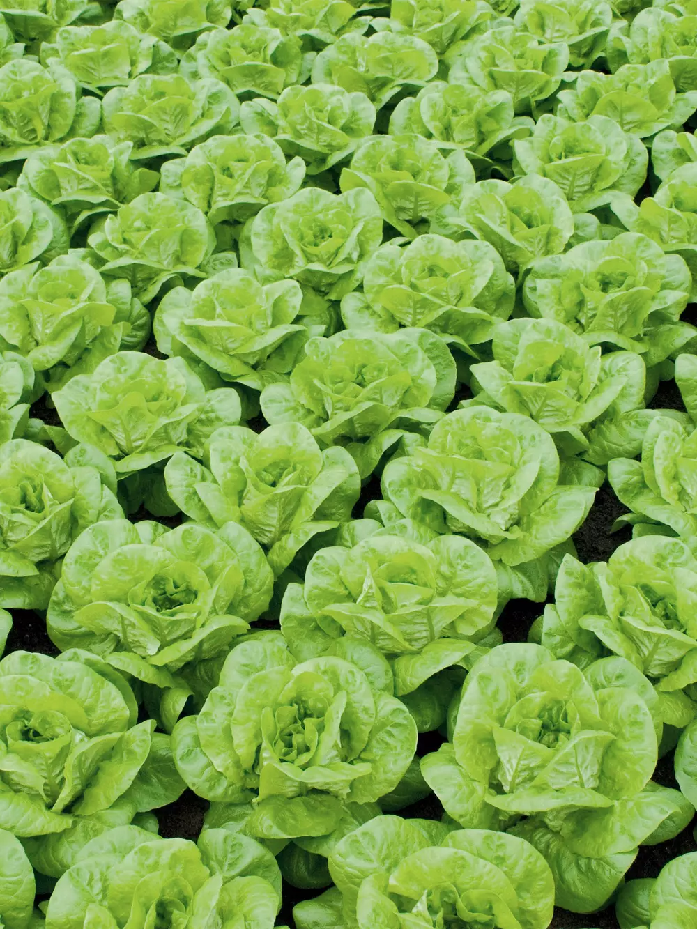 Lettuce production v