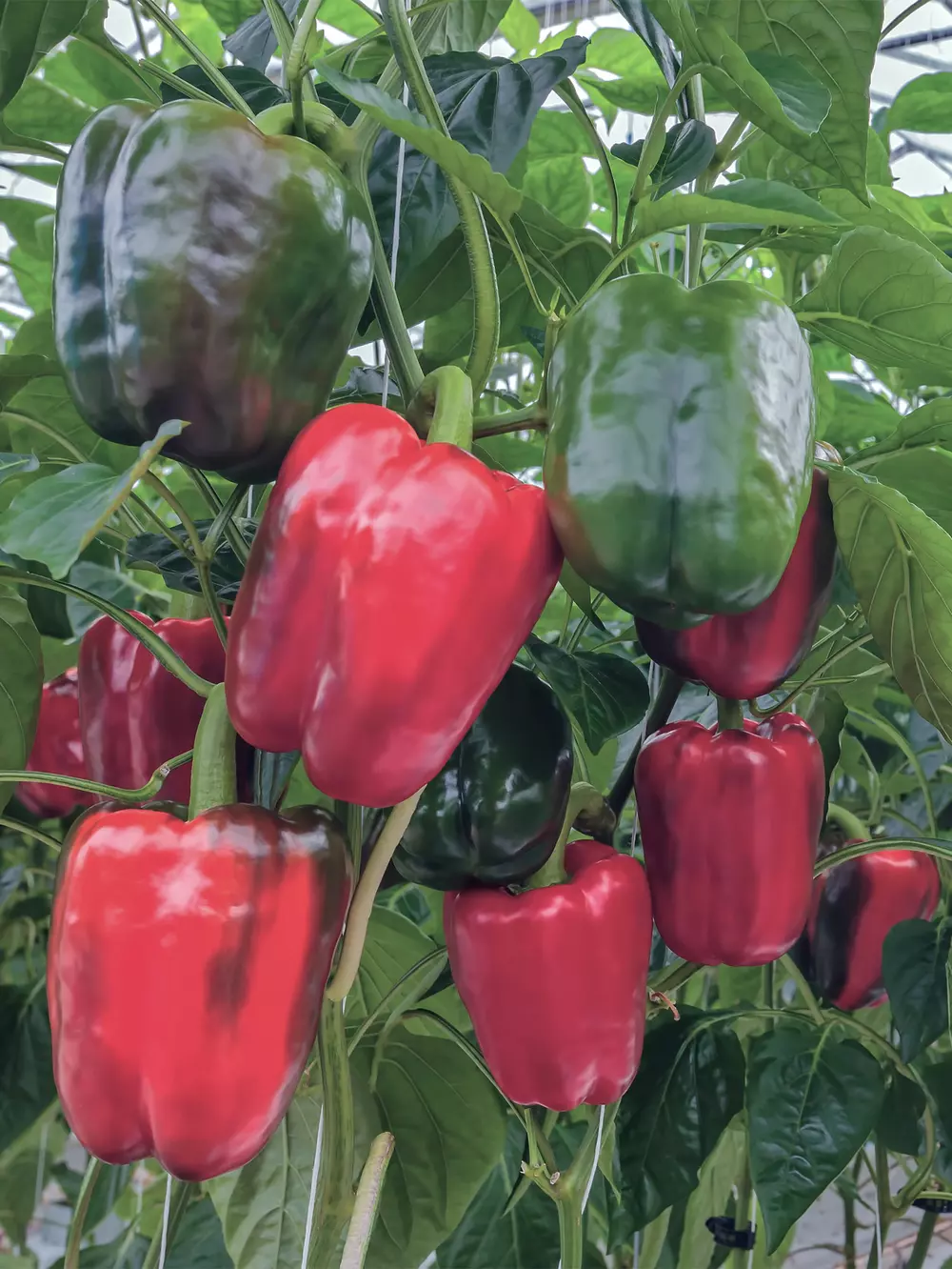 Pepper production v