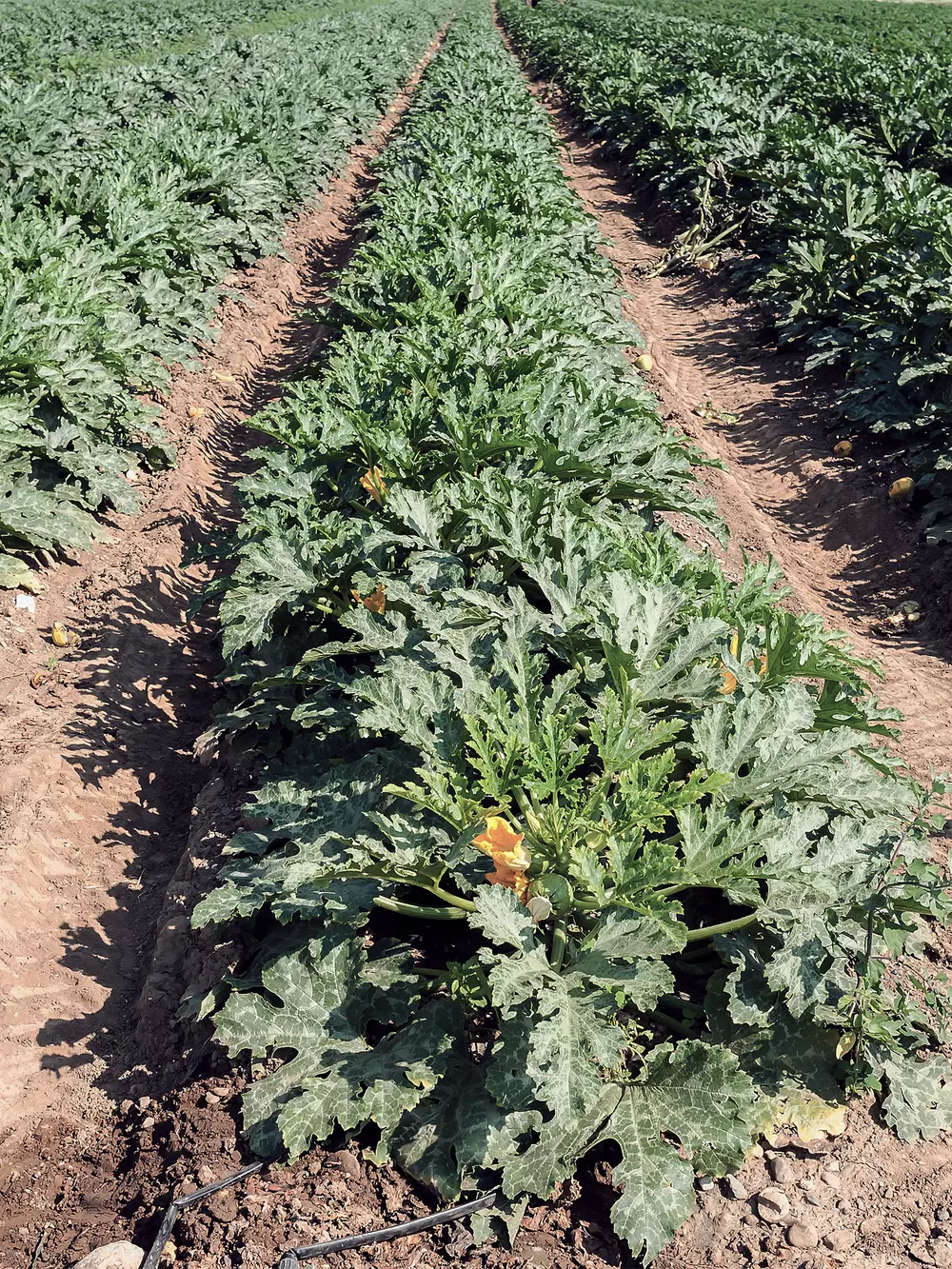 Pumpkin &amp; zucchini production v