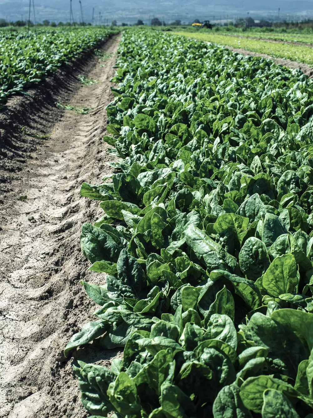 Spinach production