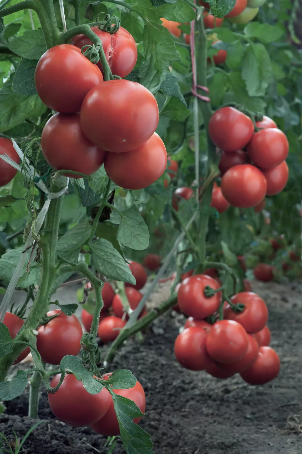 Tomato production