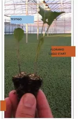 Floranid® Twin: excelente aplicación tanto en áreas verdes como en semillero y vivero