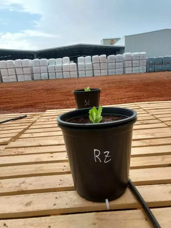 ¿Pueden convertirse los residuos de una planta de biogás en fertilizante?