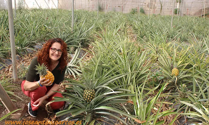 Cuarto capítulo piña y mango, alternativas tropicales en Canarias