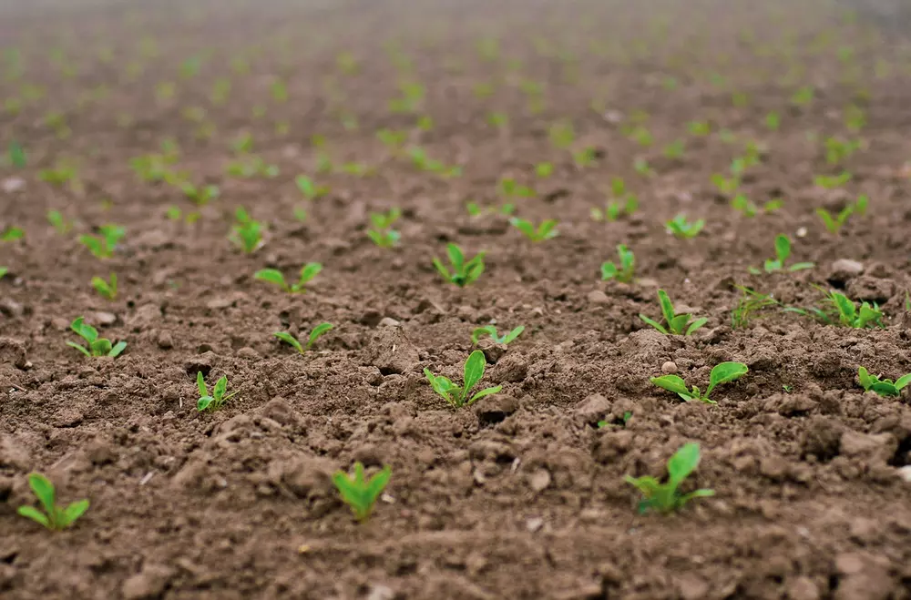 Fertilizantes en todos los campos