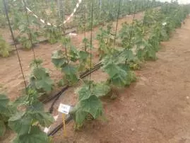 Tecnología puntera para combatir el estrés salino