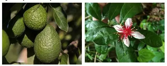 Aguacate y Flor de Guayaba