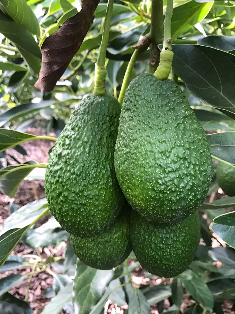 4 Avocados hanging on the tree