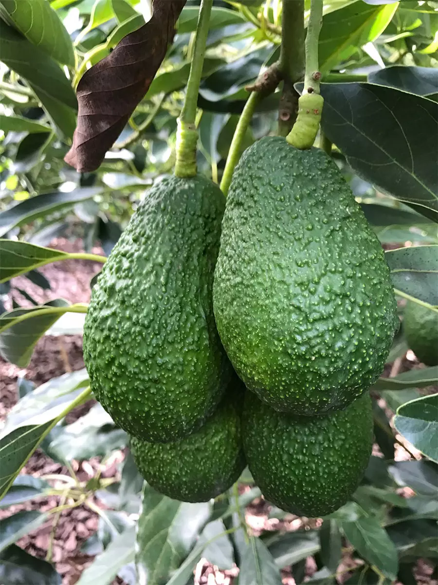 Fertilizantes y bioestimulantes para aguacate